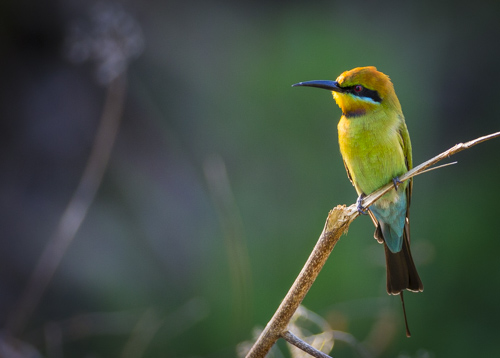 tropical queensland photo tour example 